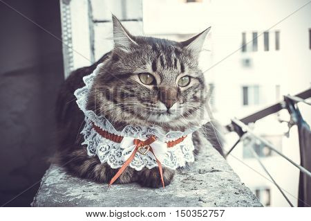 Cat In The Window