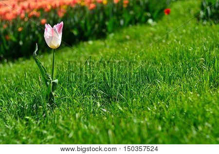 Pale pink tulips in the grass. On the background of other tulips