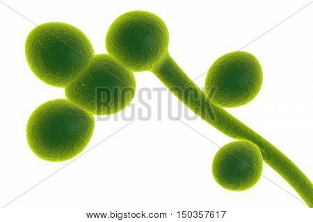 3D illustration of fungi Candida albicans which cause candidiasis, thrush, on colorful background. Pathological fungus or yeast