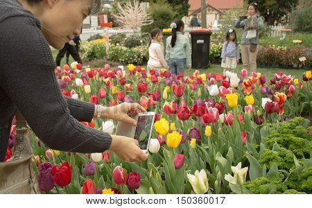 2016 September 17 Bowral NSW: Festivities in the Corbett Gardens during the Tulip Time festival a series of spring celebration events in the region