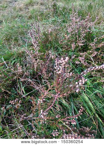 bush pink blooming heather on the field