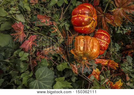 Autumn still life with red bright decotative pumpkins