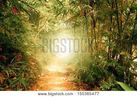 Surreal colors of fantasy landscape at tropical jungle forest with sun rays shining through tunnel in dense vegetation