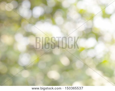 white bokeh of sunlight shines through space between green leaves of tree, abstract natural background