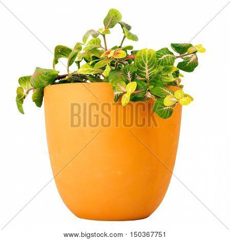 Mosaic plant Fittonia a potted plant isolated on white background
