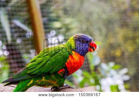 Colorful Rainbow Loriquet On A Branch