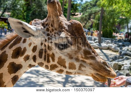 Cheerful Zoo Visitor Is Feeding A Giraffe
