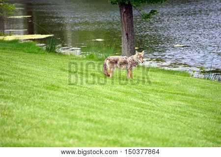 A wild coyote (Canis latrans) stands beside the shore of a small lake in a subdivision of Joliet, Illinois during May.