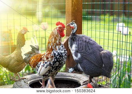 guinea fowl on a sunny summer day