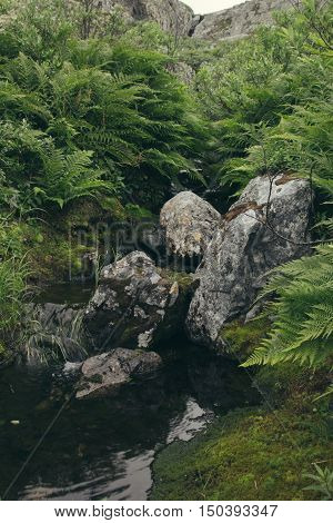 Lush green ferns and moss-covered stones near a stream in forest. Arctic summer the tundra Norway.