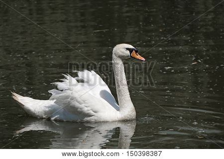 Lonely white swan floating in a pond