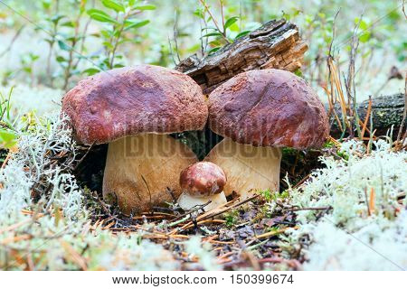 White mushrooms, grow in the forest among the moss.