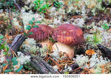 White mushrooms, grow in the forest among the moss.