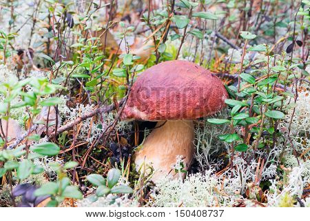 White mushrooms, grow in the forest among the moss.