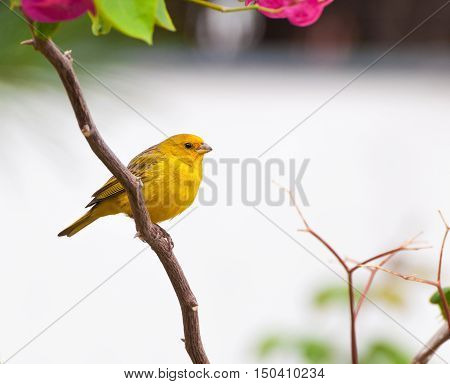 Small yellow bird on tree branch with thorns and pink flowers. Bird kwon as canario da terra verdadeiro in Brazil.
