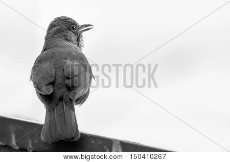 Bird on wall looking to the right. Black and white photo of a urban bird watching around. Blank space on the right to put text.