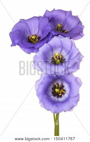 Eustoma