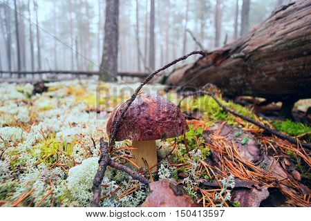 White mushrooms, grow in the forest among the moss.