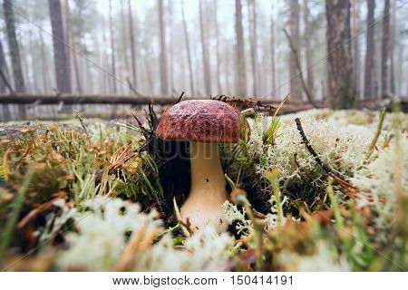White mushrooms, grow in the forest among the moss.