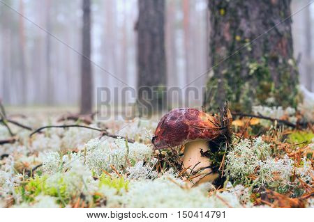 White mushrooms, grow in the forest among the moss.