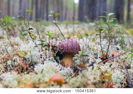 White mushrooms, grow in the forest among the moss.