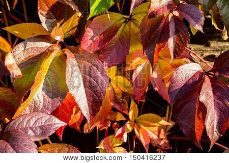 Red autumn leaves photographed on a sunny autumn day