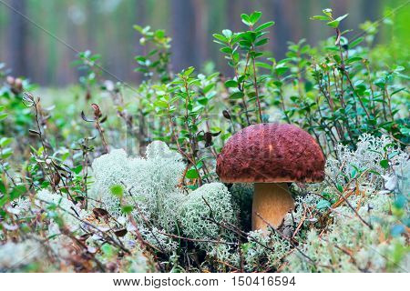 White mushrooms, grow in the forest among the moss.