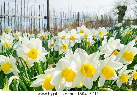 Natural flowers daffodils growing in the garden on the sky background