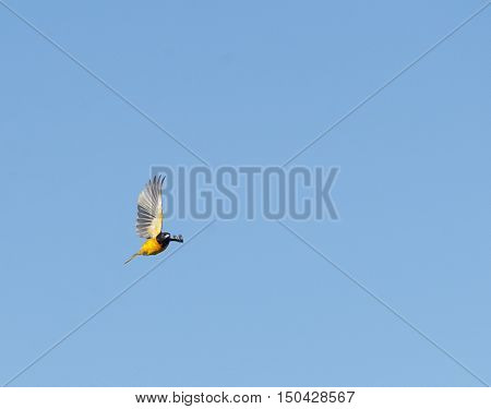 Baltimore Oriole eye contact wing at odd angle