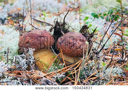 White mushrooms, grow in the forest among the moss.