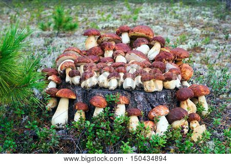 White mushrooms, grow in the forest among the moss.
