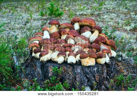 White mushrooms, grow in the forest among the moss.