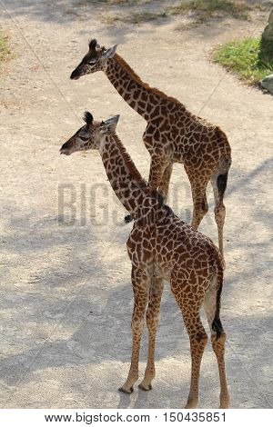 Two baby giraffes walking along together at the zoo.
