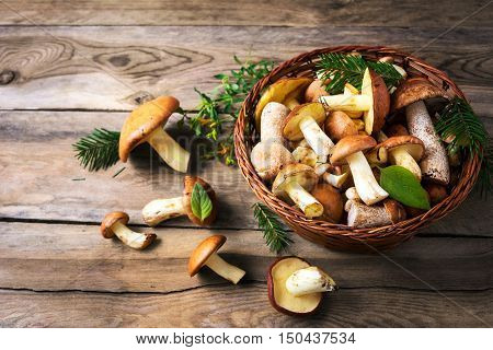 Forest picking mushrooms in the wicker basket. Fresh raw mushrooms on the table. Leccinum scabrum.