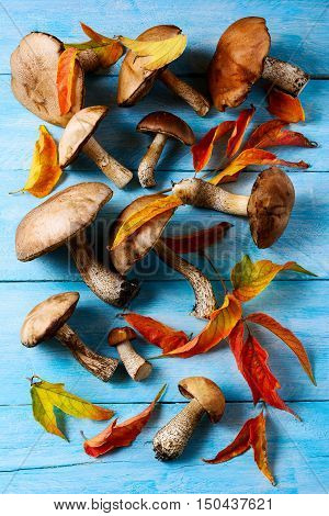 Forest picking mushrooms and fall leaves on blue wooden background. Fresh raw mushrooms on the table. Fall background. Leccinum scabrum. Copy space.
