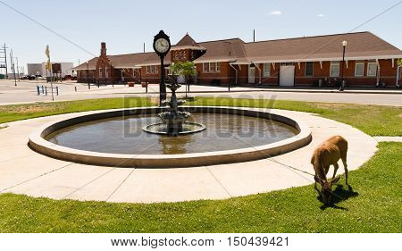 A deer grazes downtown Cheyenne Wyoming USA