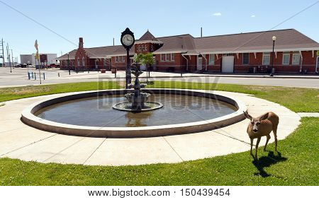 A deer grazes downtown Cheyenne Wyoming USA