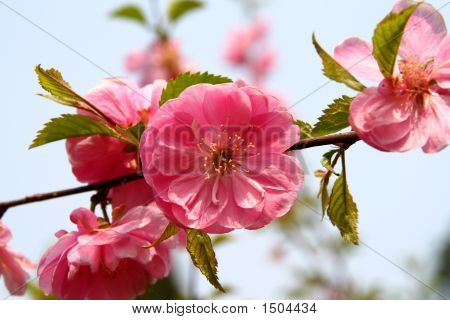 Fleurs de pêchers