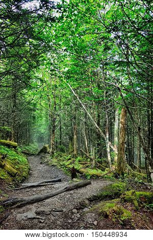 Scenes Along Appalachian Trail In Great Smoky Mountains