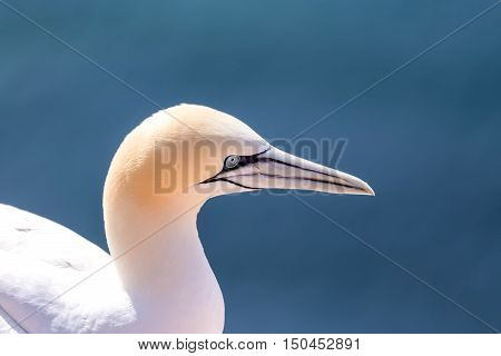 Northern Gannet Sitting On The Nest