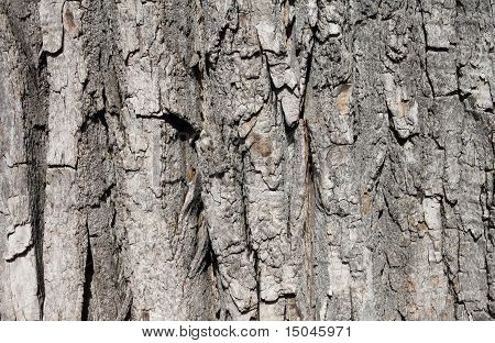 Ahorn Baum-Rinde