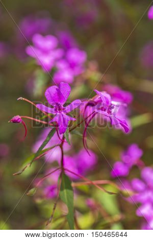 Pink Flower (Impatiens patula Craib)  in field, umpang, Tak, Thailand / (Sentsitive focus)