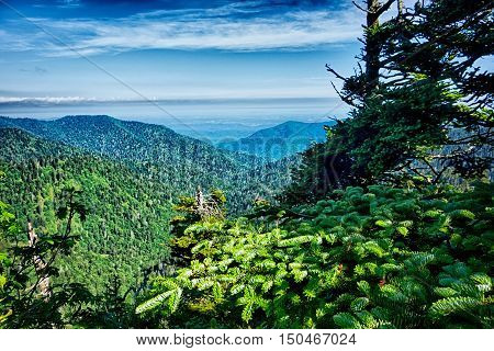 Scenes Along Appalachian Trail In Great Smoky Mountains