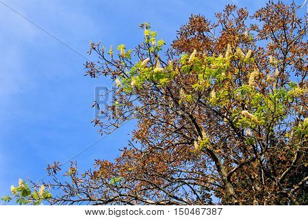 Natural anomaly. The chestnut blossom on autumn