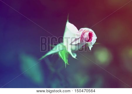Beautiful fairy dreamy magic pink crimson rose flower on faded blurry green background toned with filters in retro vintage style with film effect. Soft selective focus