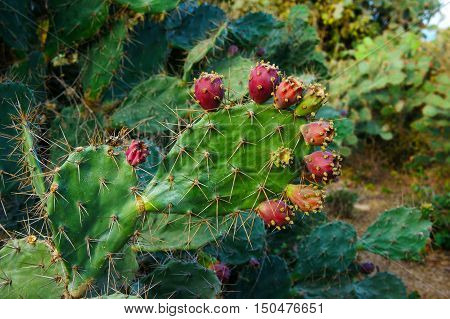 Close up of cactus and flower on sand hill at Phan Rang Vietnam a kind of plant that stand in hot weather