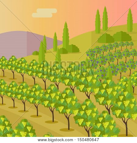Grapes leaves in a sunny vineyard. Vineyard langscape. Rural landscape with vineyard and grapes bunches. Natural background. Landscape with rolling hills and valleys. Beautiful rows of grapes.