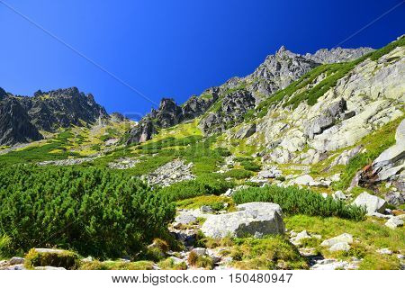 Summer mountain landscape. Mlynicka Valley in Vysoke Tatry (High Tatras), Slovakia