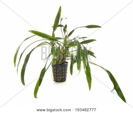 aquarium plant in front of white background