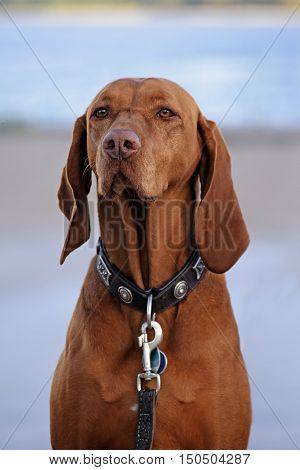 dog portrait Hungarian or Magyar Vizsla hunting dog from the pointer group against a blurred gray-blue background selected focus on the nose narrow depth of field